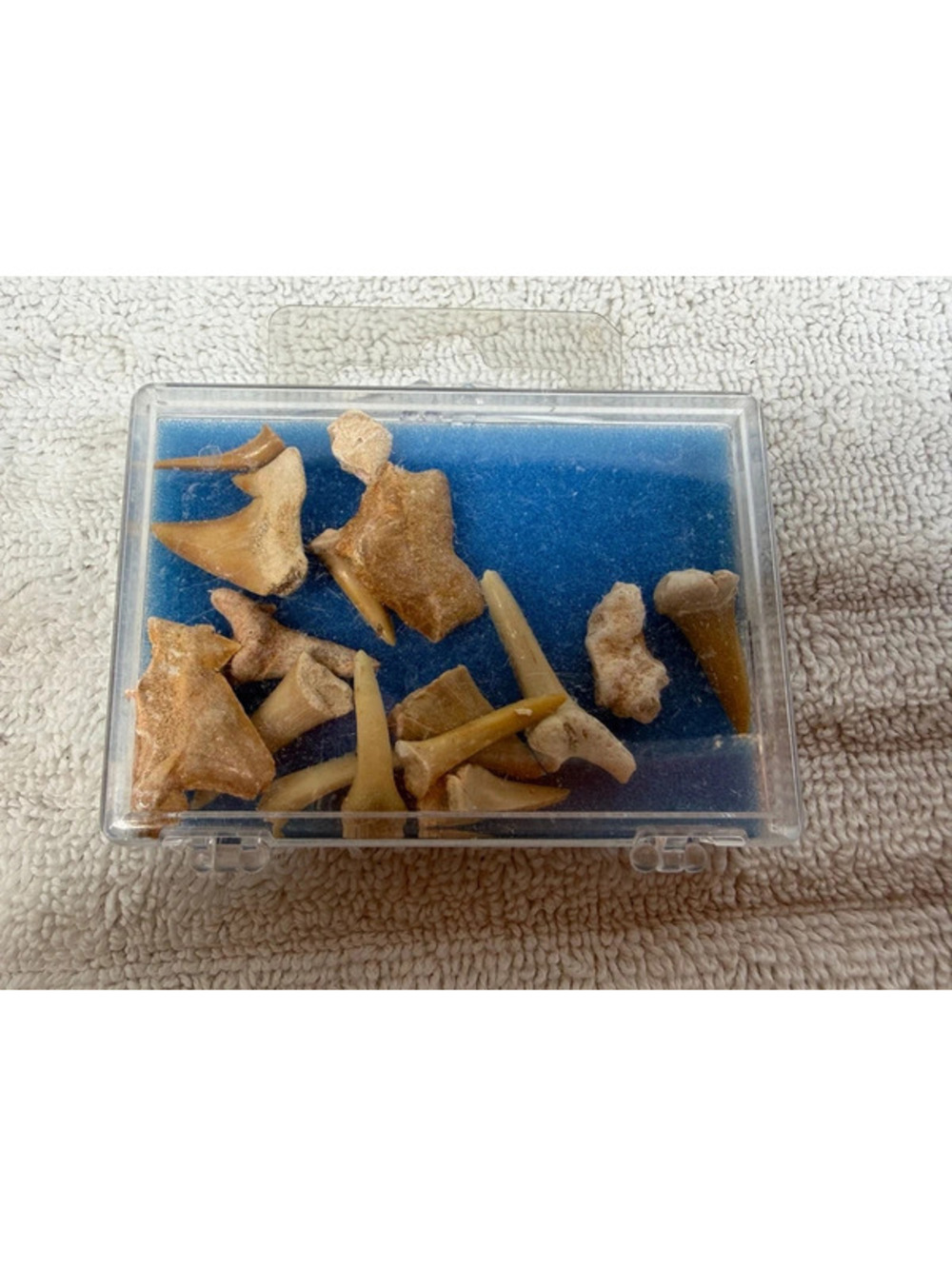 Fossil Shark teeth